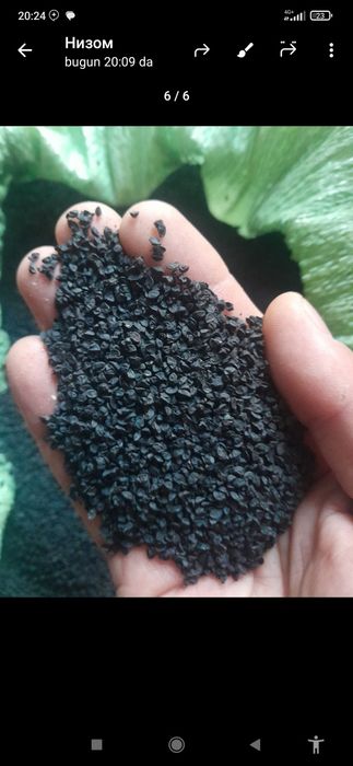 Пиёз уруг.Орландо сорти.