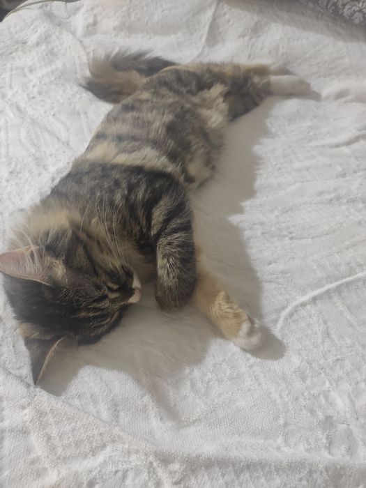 Кошка 4 месяца домашний