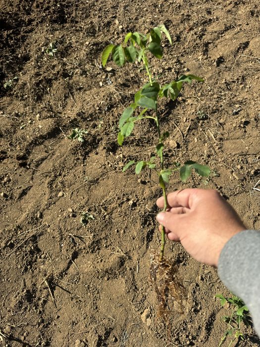 Маслодайна роза разсад – Дамасцена, Алба, Сентифолия, гол корен