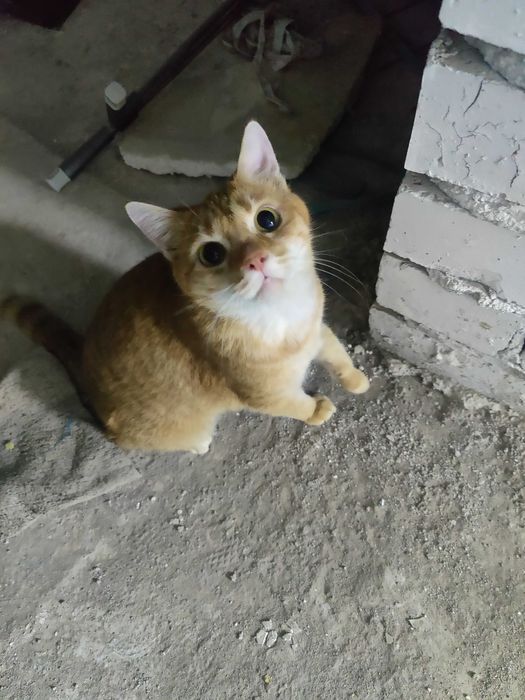 Кошка в добрые руки