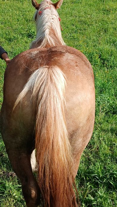Animale  crescute in gospodarie