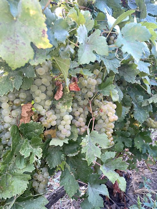 Struguri de vin cu transport gratuit
