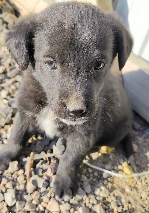 отдам щенка кобель