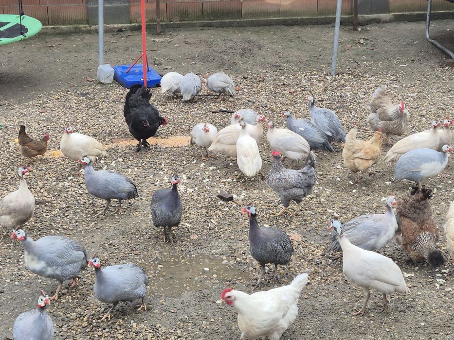 Vand bibilici colorate