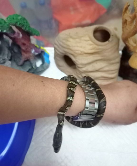 Продам ручной полоз