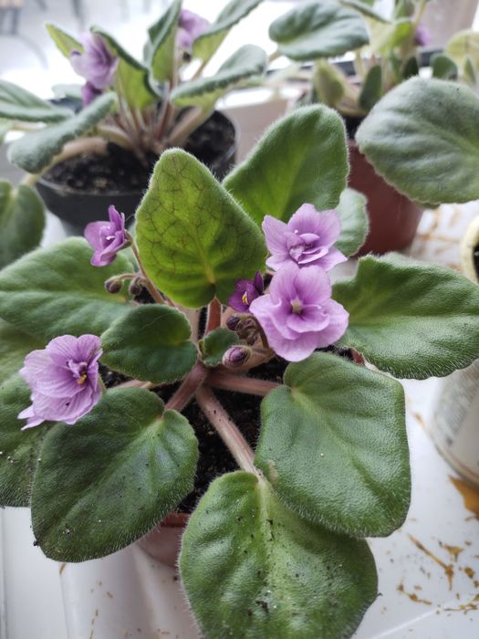 Фиалки разные в горшочке