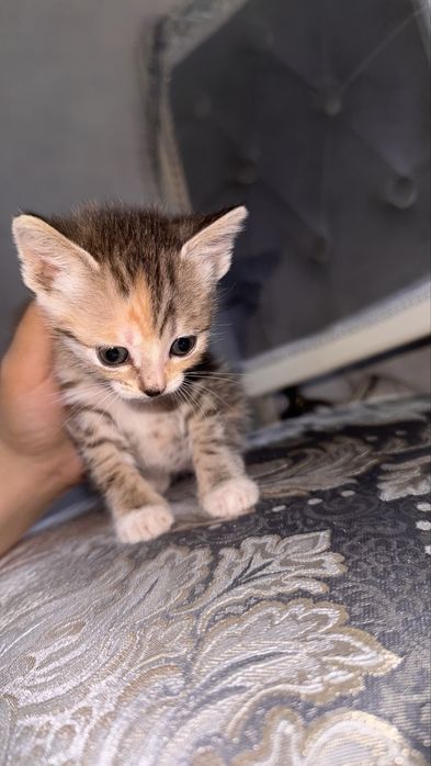 Маленькие котята. пол:ж