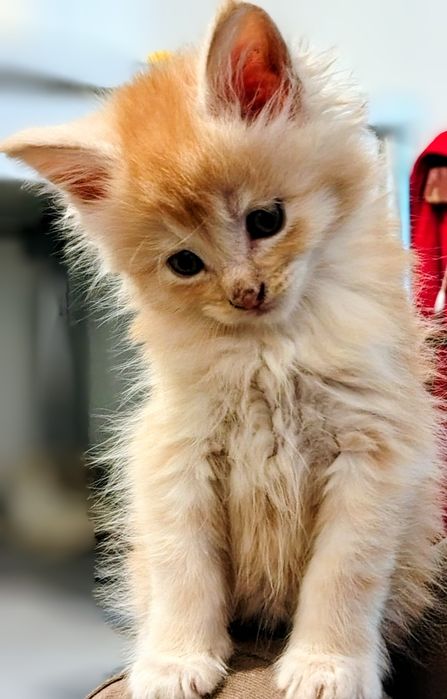 Vând băiețel maine coon