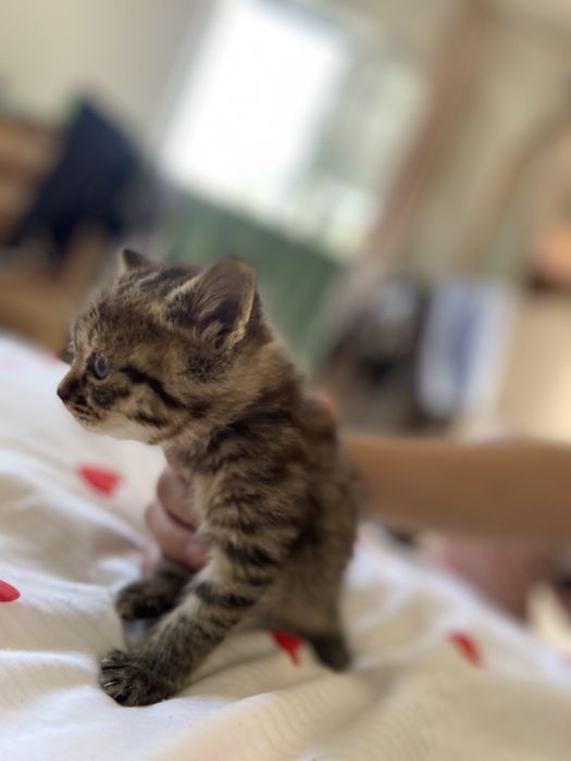 Продаются котята скотиш фолд