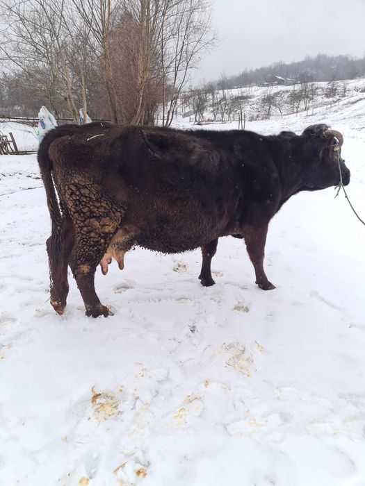 Vand vaca pentru abator