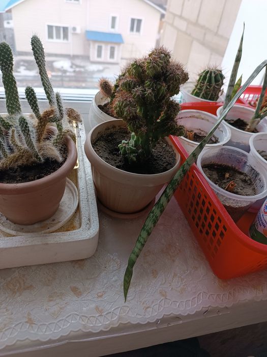 Продам комнатные кактусы