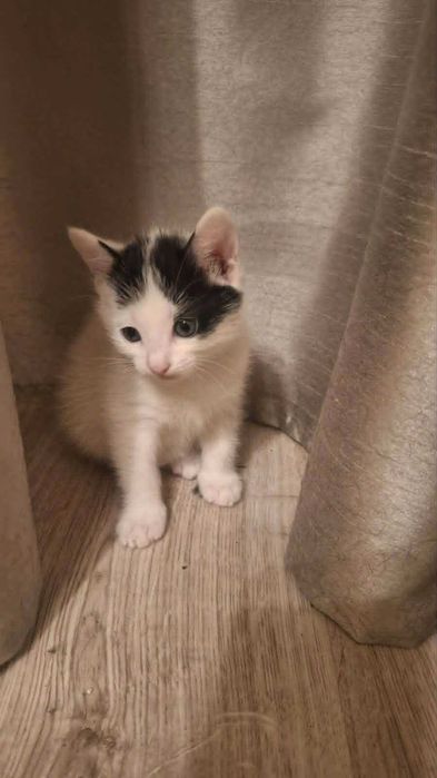 коте бебе търси дом