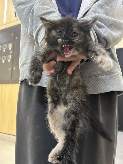 Маленькая кошечка