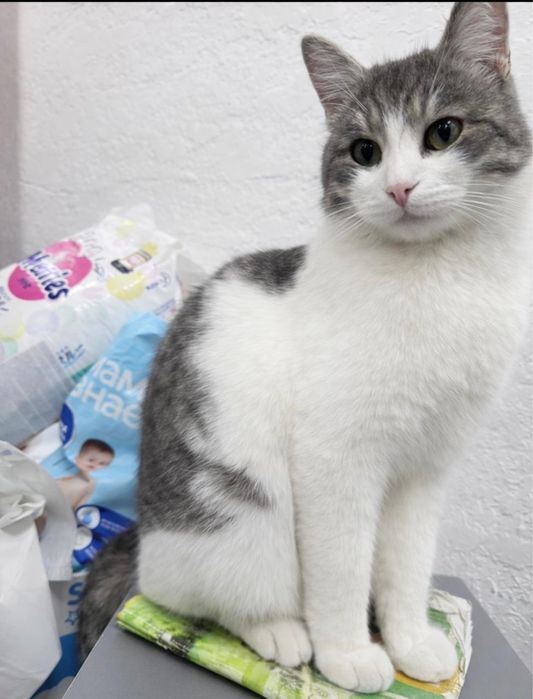 Астана! Пристратвается кот, кастрирован!