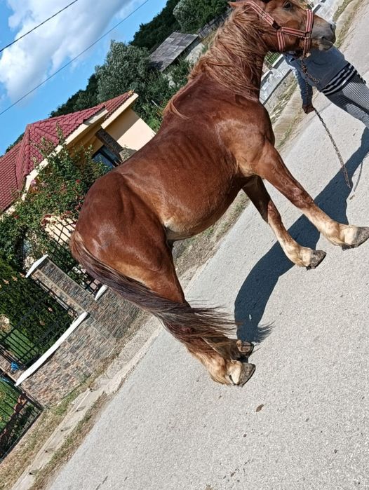 De vânzare mânz de 2 Ani învățat la cariță detalii la tel 0750616882