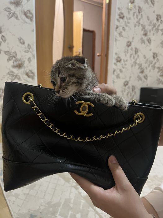 Продам вислоухого  котенка 6 тысяч
