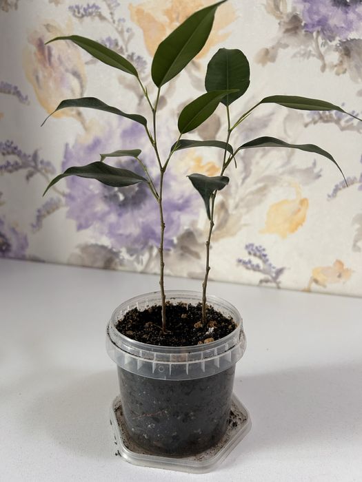 Фикус Бенджамина