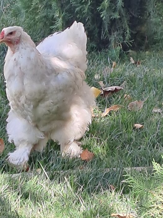 Кафас янги сотилади товук брама тухмга  зоти тоза