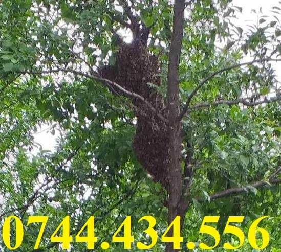 Vand roiuri de albine Popesti. Jud Bihor. 2025