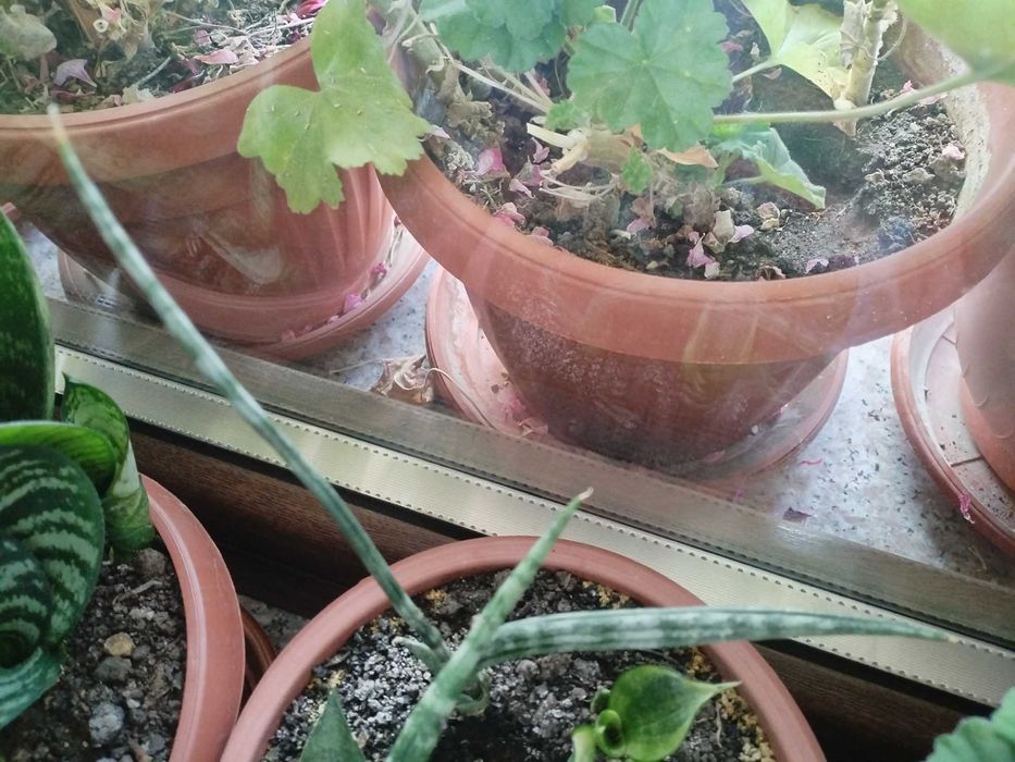 Налични жълти сансевиери, moonshine, cilindrica, Black moon, алое