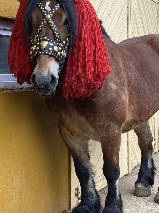 Vând iapă de 8 ani