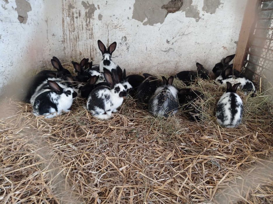 Iepuroaice gestante și pui 3-4 luni de vânzare