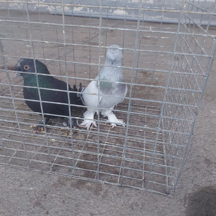 Такла насачуби  2 самец