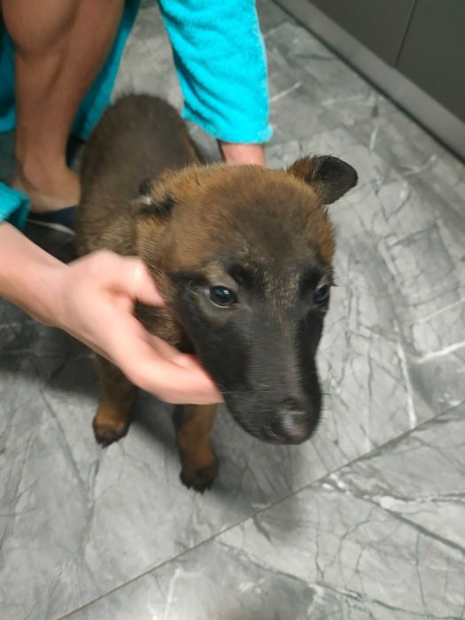 Donez ciobănesc belgian malloins