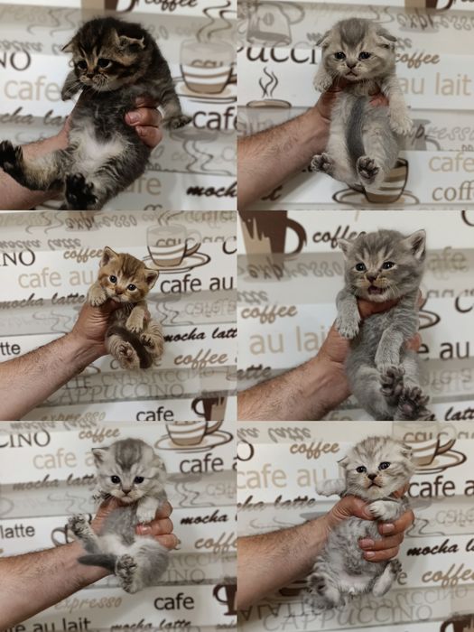 Shinshila mushukchalarimiz