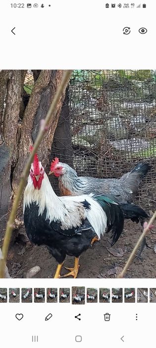 Vind ouă găini italiană de incubat