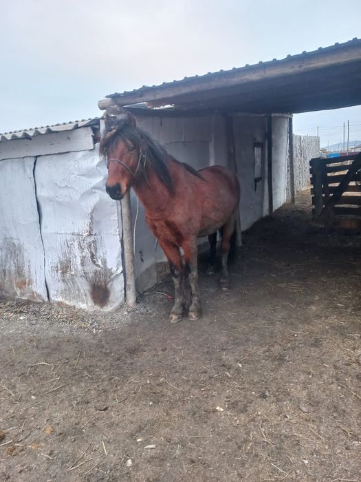 5 жасар айғыр…….