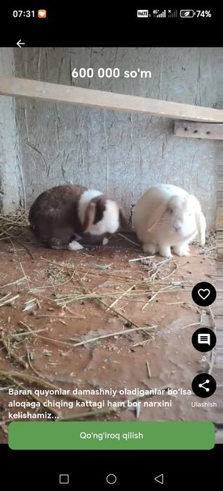 Zotdor quyonla uyda boqishga zo‘r paroda baran kotta quloq