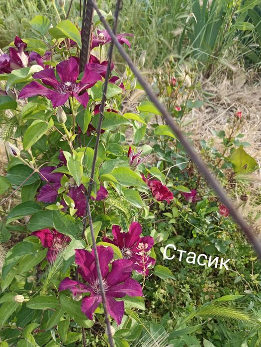 Клематисы. Лианы для сада.