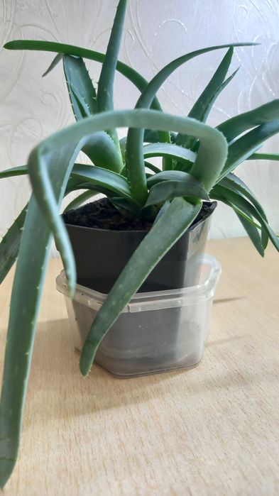 Алоэ продам цветы