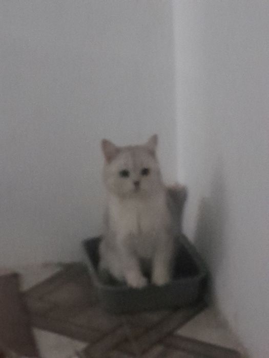 Ерке мысы аты муркааа