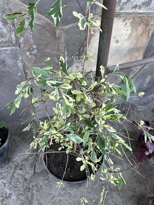 Садовые цветы в продаже