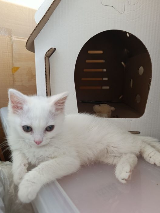 Ищу дом для котика и мамы-кошки