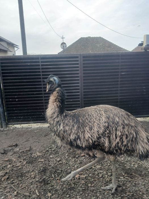 Emu de vânzare..
