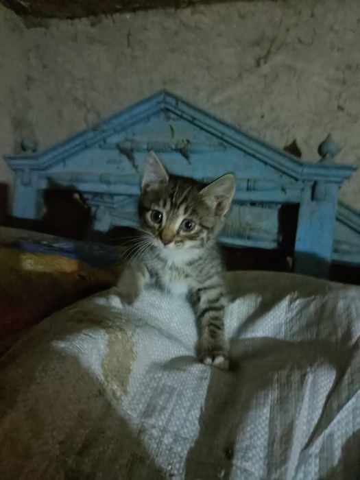 Отдам котят в добрые руки