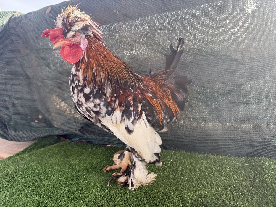 Продавам Бреговски джинки от снимките