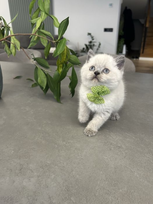 British shorthair alb, pedigree, asigur transport