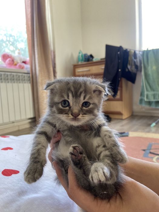 Продаются котята скотиш фолд