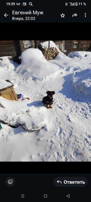 Отдам собачек,два мальчика