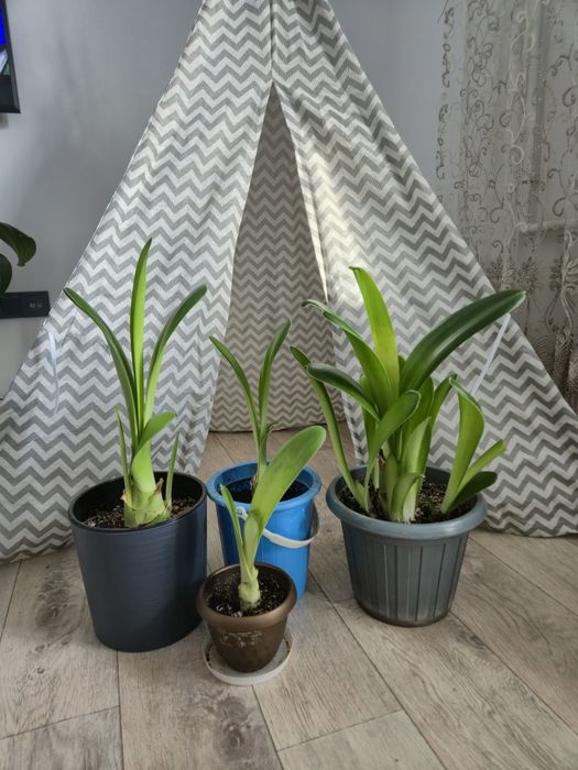 Гемантус (комнатное растение)