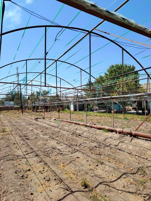 Teplitsa sotiladi 5 sotix