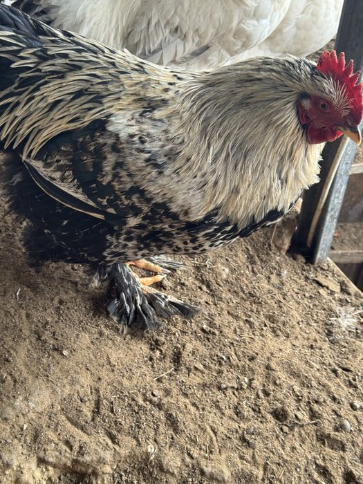 Атештер 5-6ай болган