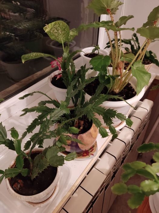 Комнатные цветы Продам