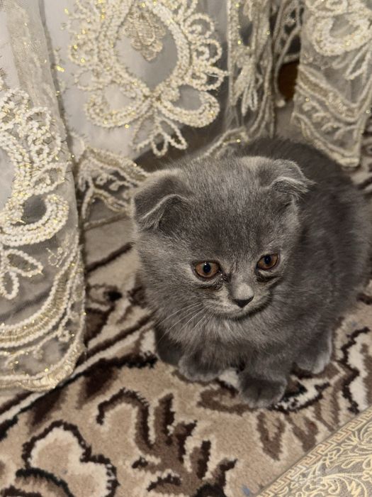 Srochna Scottish fold mushuk bolalari sotiladi