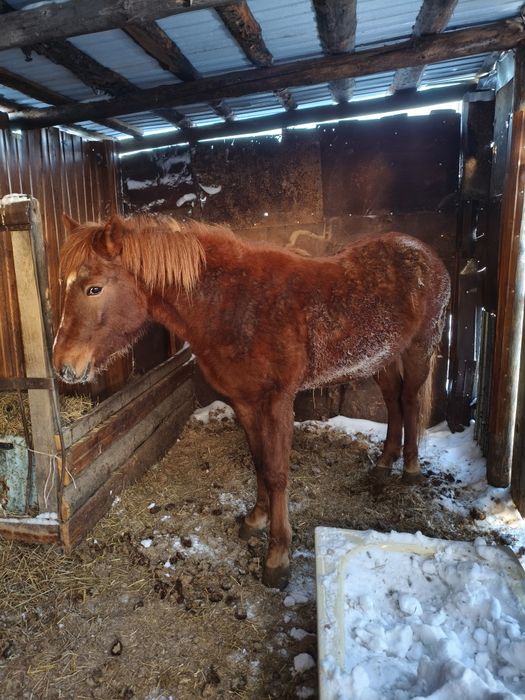 Продам байтал с откорма.