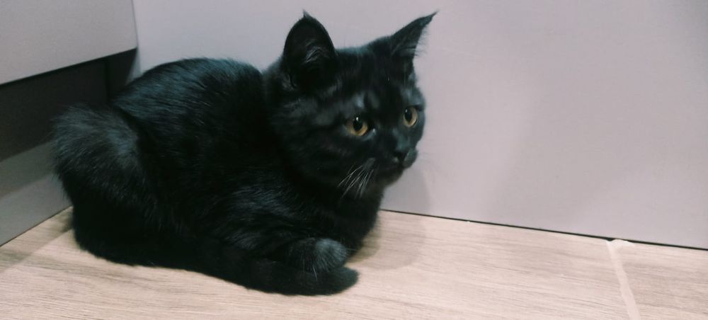 Отдам кошку в добрые руки.